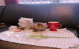 Ragdoll cats for sale: 🐾Fluffy Little Dreamers Are Here!🐈 - Image 23