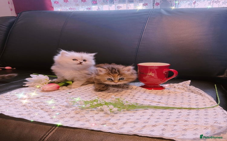 Ragdoll cats - Advert 3
