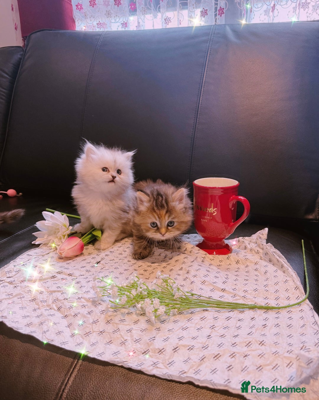Ragdoll cats for sale: 🐾Fluffy Little Dreamers Are Here!🐈 - Image 23
