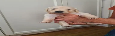 Golden Retriever 4