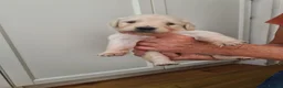 Golden Retriever dogs for sale: Stunning KC registered cream golden retrievers - Advert 3