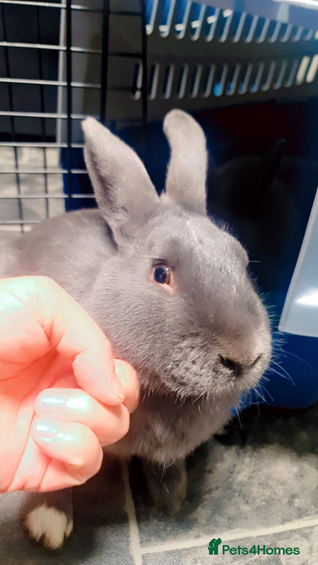 Alaska rabbits for sale: Alaskan rabbits - Advert 5