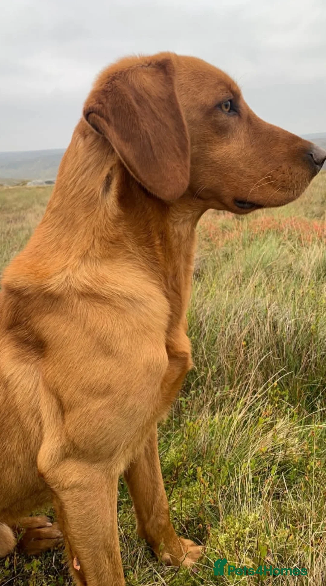Springador dogs for sale: Springador/labrador puppies for sale  - Advert 13