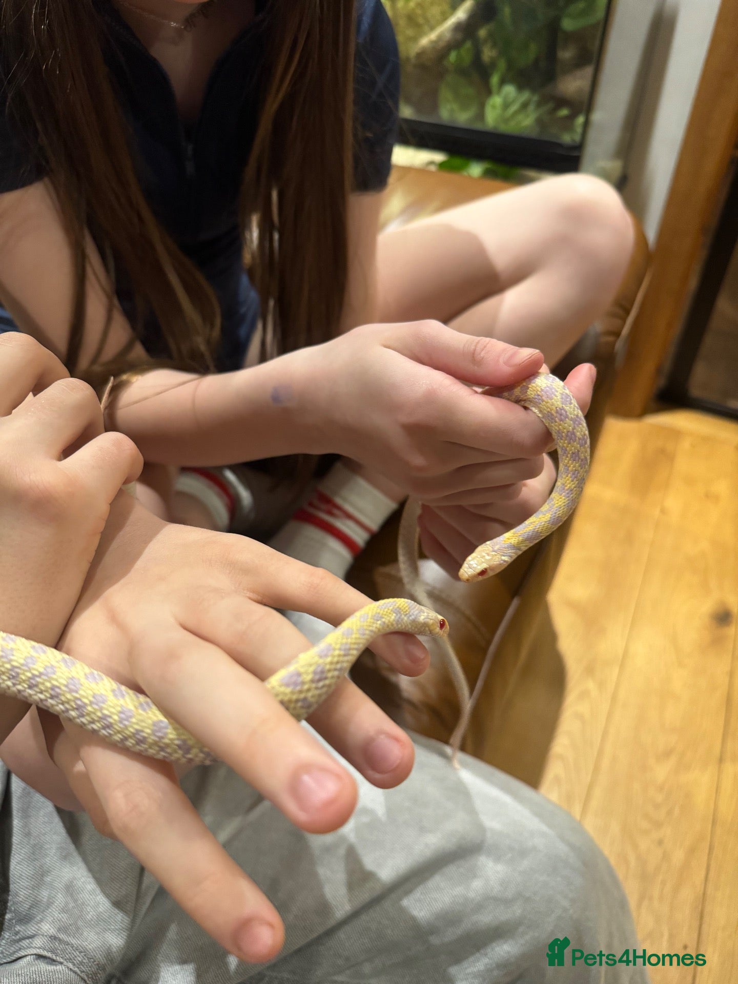 Garter Snake reptiles X2 albino garter snakes with enclosure  - Advert 1