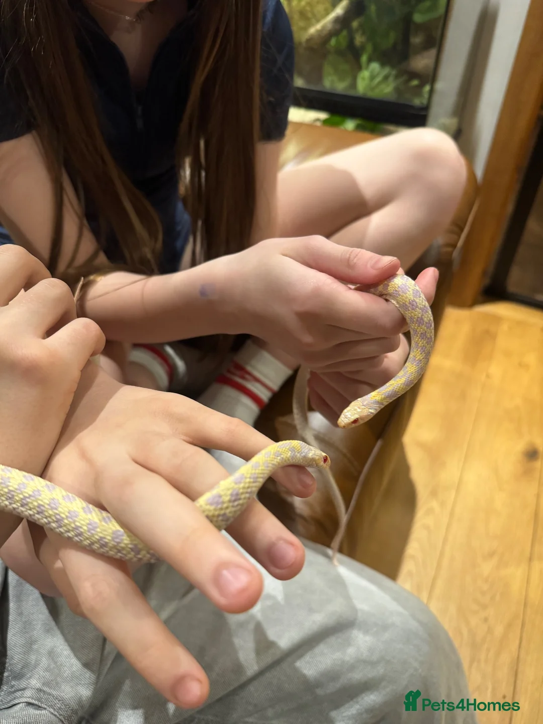 Garter Snake reptiles for sale: X2 albino garter snakes with enclosure  in Ammanford - Advert 1