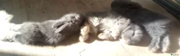 Mixed Breed rabbits for sale: Beautiful LopLion babies in Alfreton - Advert 2
