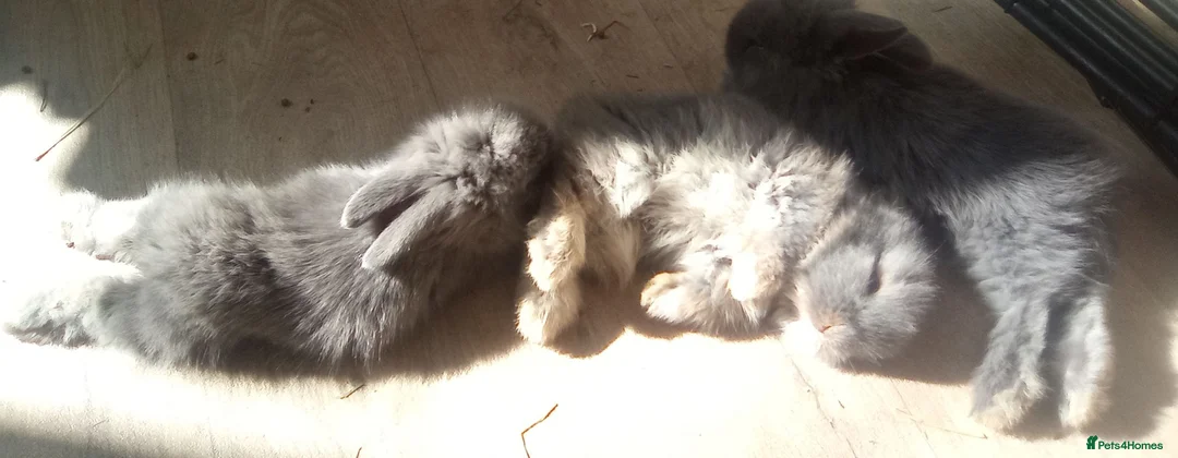 Mixed Breed rabbits for sale: Beautiful LopLion babies in Alfreton - Advert 2