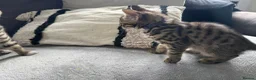Bengal cats for sale: Bengal-cross kittens  - Advert 13