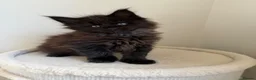 Maine Coon cats for sale: Pedigree TICA Champion Russian import line MCO - Advert 34