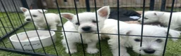 West Highland Terrier dogs for sale: West Highland Terrier Puppies  in Northallerton - Advert 4