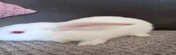 Mini Lop rabbits for sale: Mini Lop Rabbits for sale  - Advert 18