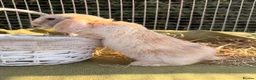 Mini Lop rabbits for sale: *Mini Lop Babies  - Advert 18