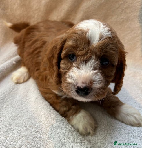 Gallery Image {{count}}