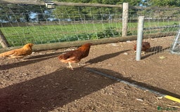 Chickens poultry for sale: Road island reds, buffs & hybrids 18 weeks old  - Image 2
