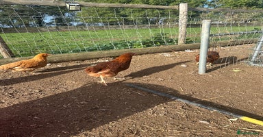 Chickens poultry - Advert 16