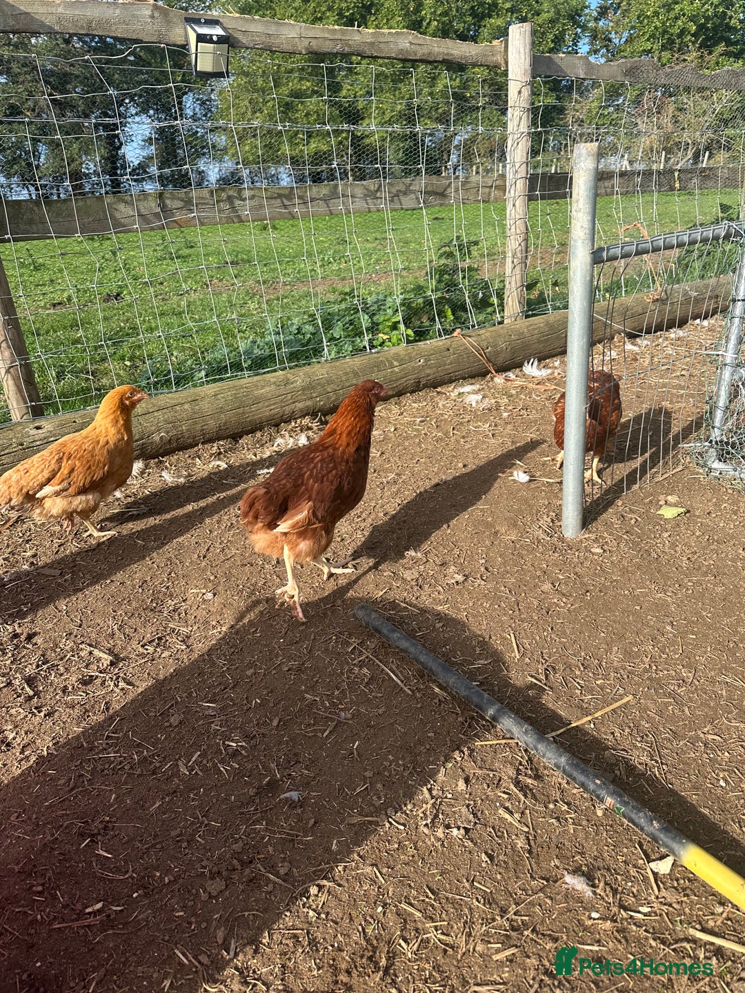 Chickens poultry for sale: Road island reds, buffs & hybrids 18 weeks old  - Image 2
