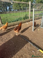 Chickens poultry - Advert 7