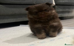 Pomeranian dogs for sale: 4 fluffy cute kc reg Pomeranian puppies  - Advert 8