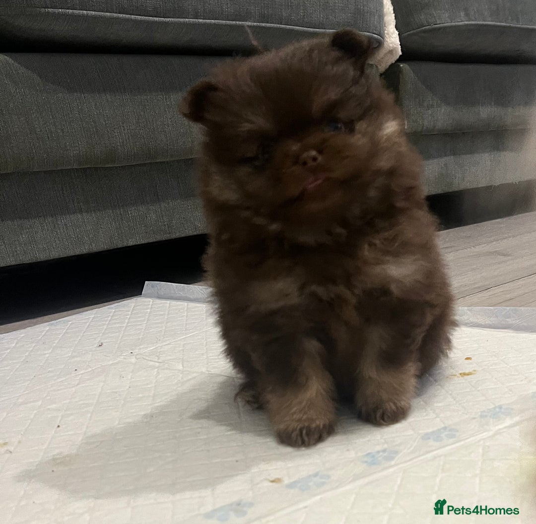 Pomeranian dogs for sale: 4 fluffy cute kc reg Pomeranian puppies  - Advert 8