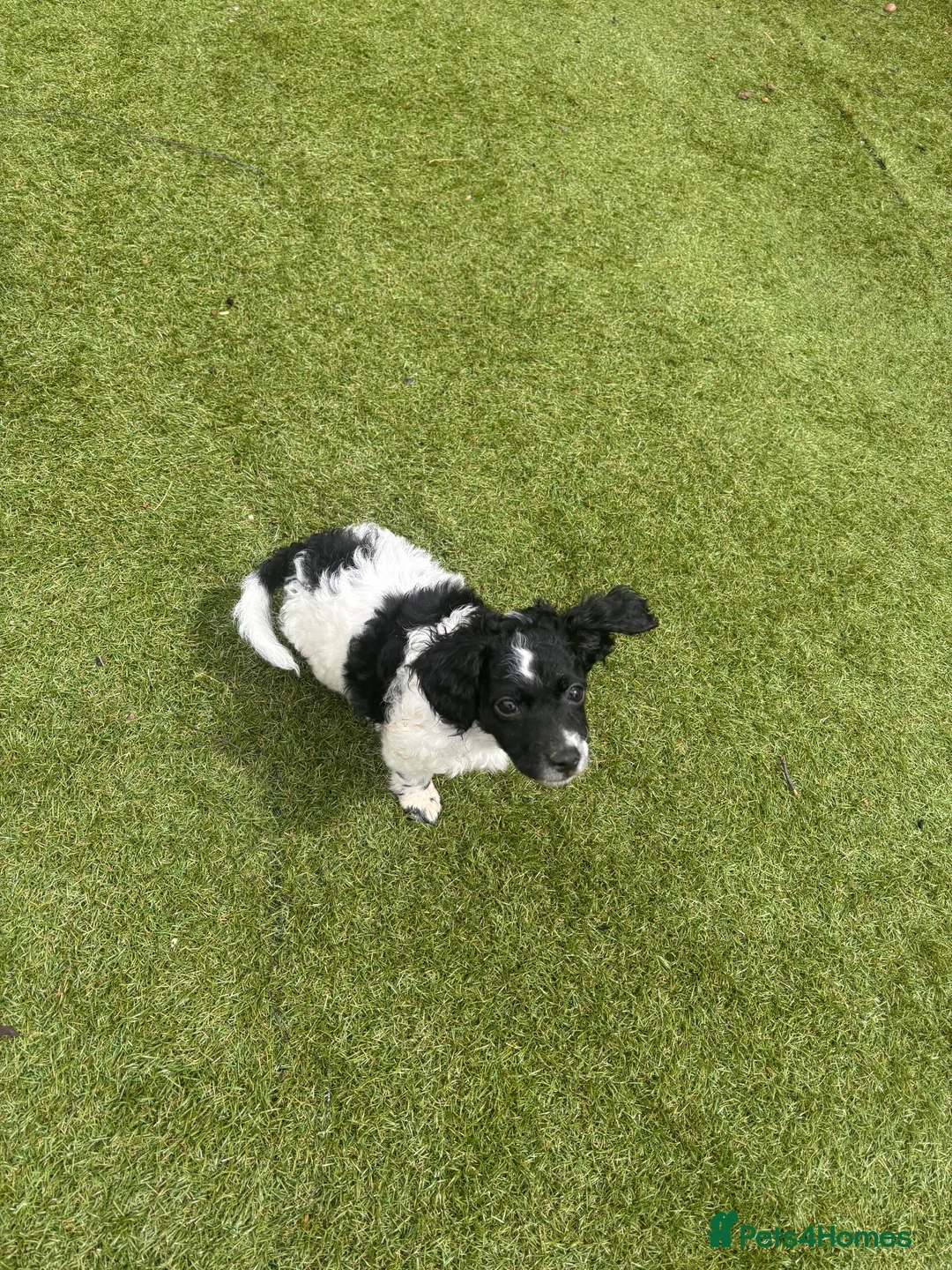 Cockapoo dogs for sale: 2 fluffy cockapoos ready for their new home  - Advert 2