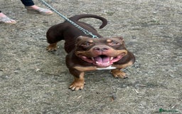 American Bully dogs for sale: ABCK pocket bully - Image 1
