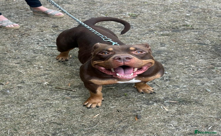 American Bully dogs - Advert 1