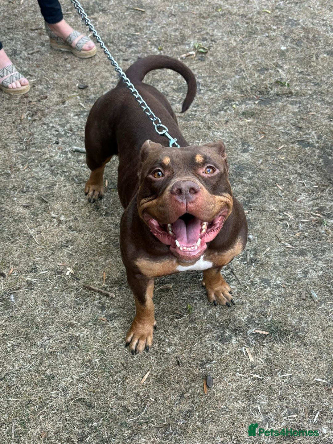 American Bully dogs for sale: ABCK pocket bully - Image 1