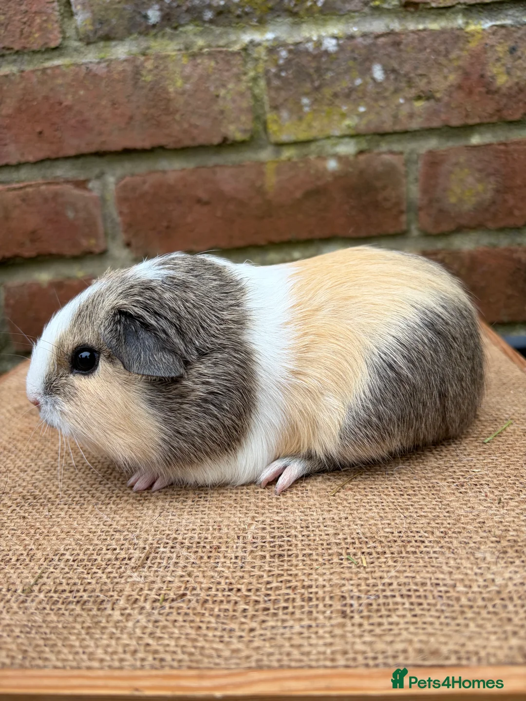 Guinea Pig rodents for sale: Two handsome brothers  - Advert 2