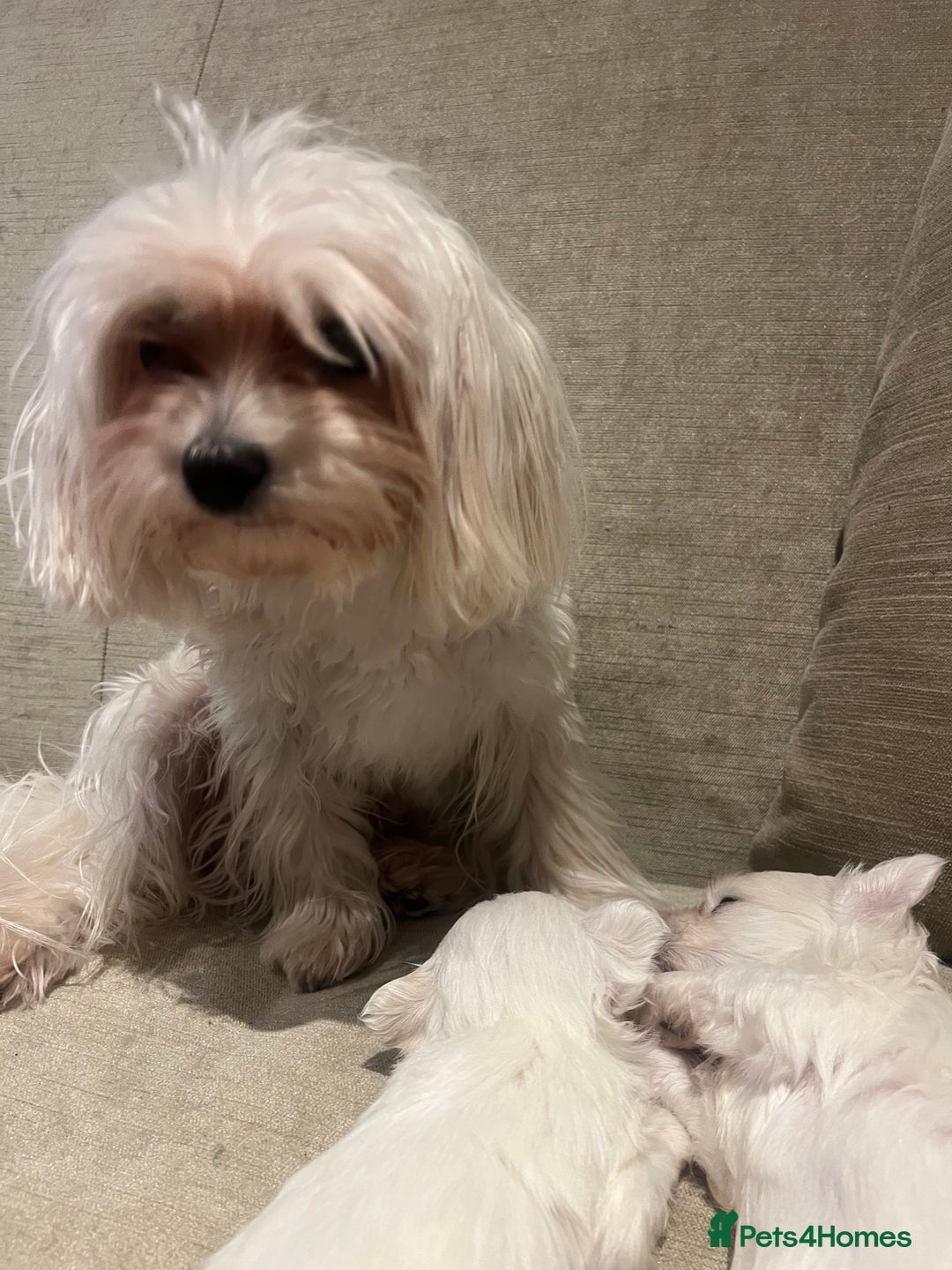 Maltese dogs for sale: Tiny Korean Maltese Boys - Advert 6