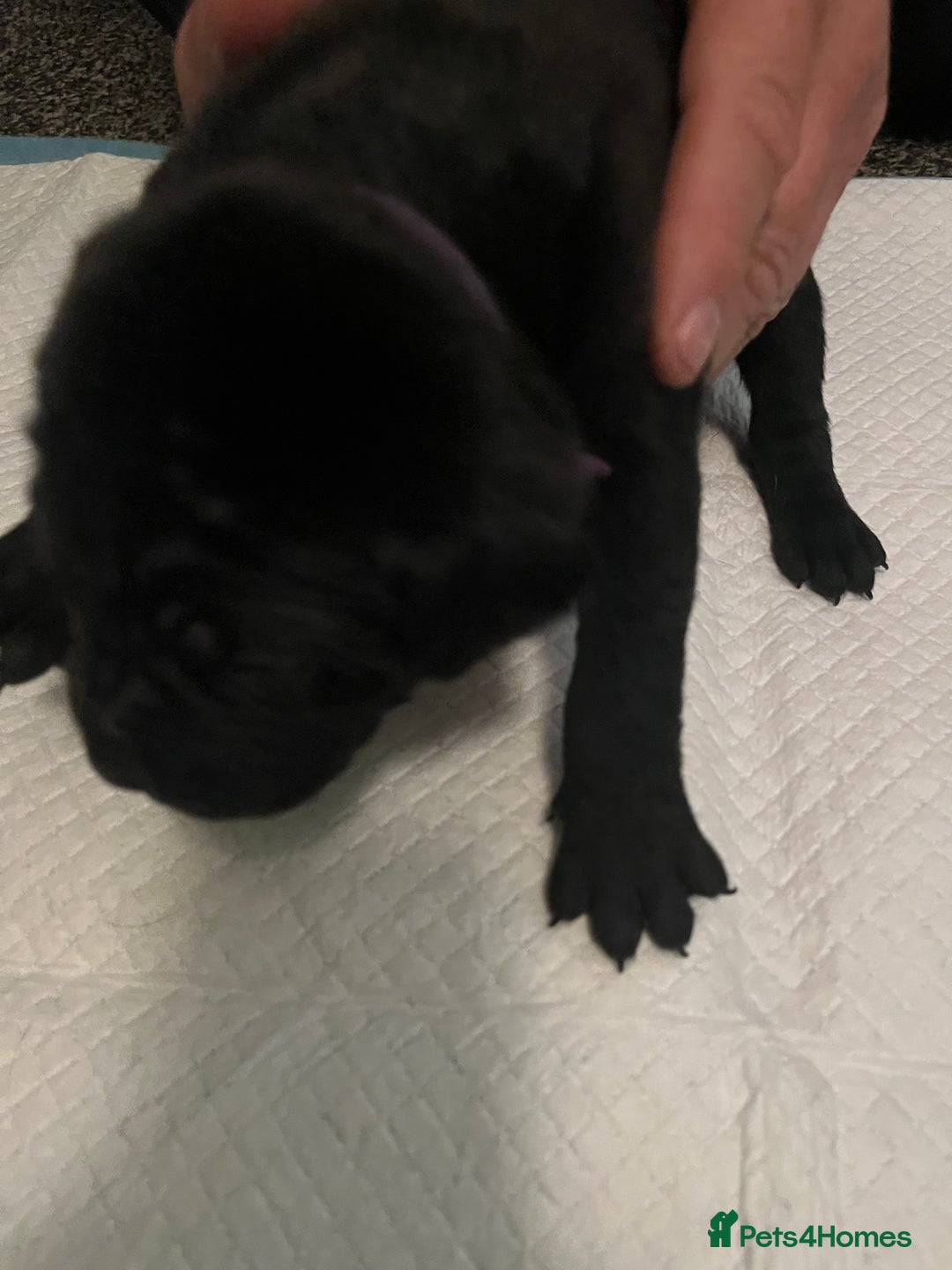 Cane Corso dogs for sale: Full Cane Corso Puppies x5 girls x5 Boys - Advert 10