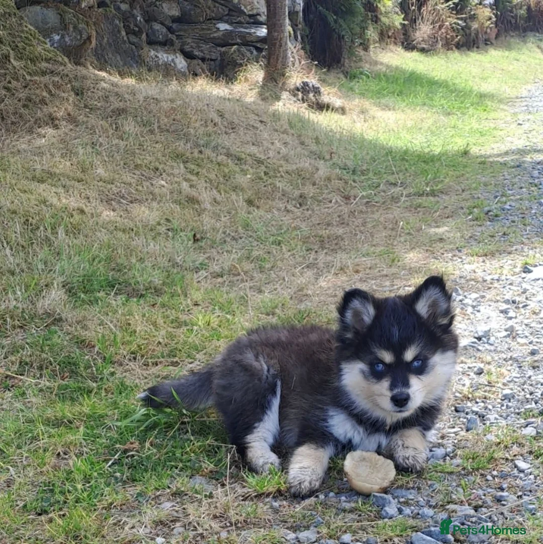 Pomsky dogs for sale: 🩷Last blue eyed F4 girl left!Health checked lines - Advert 2