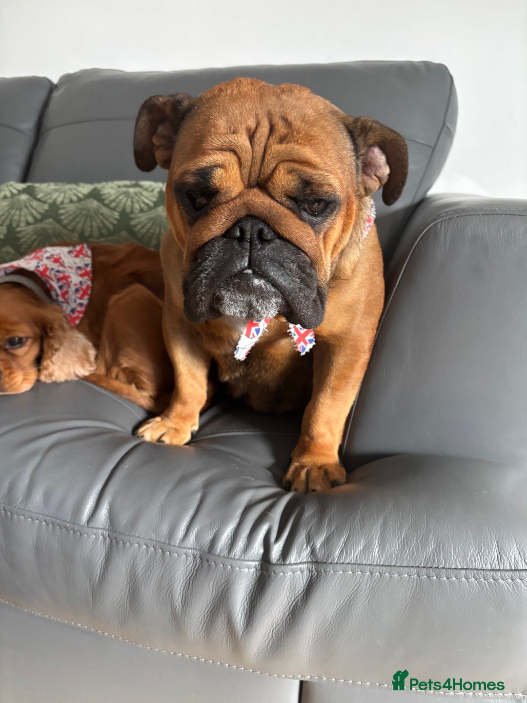 English Bulldog dogs for sale: Dollie looking for a quieter life - Advert 2