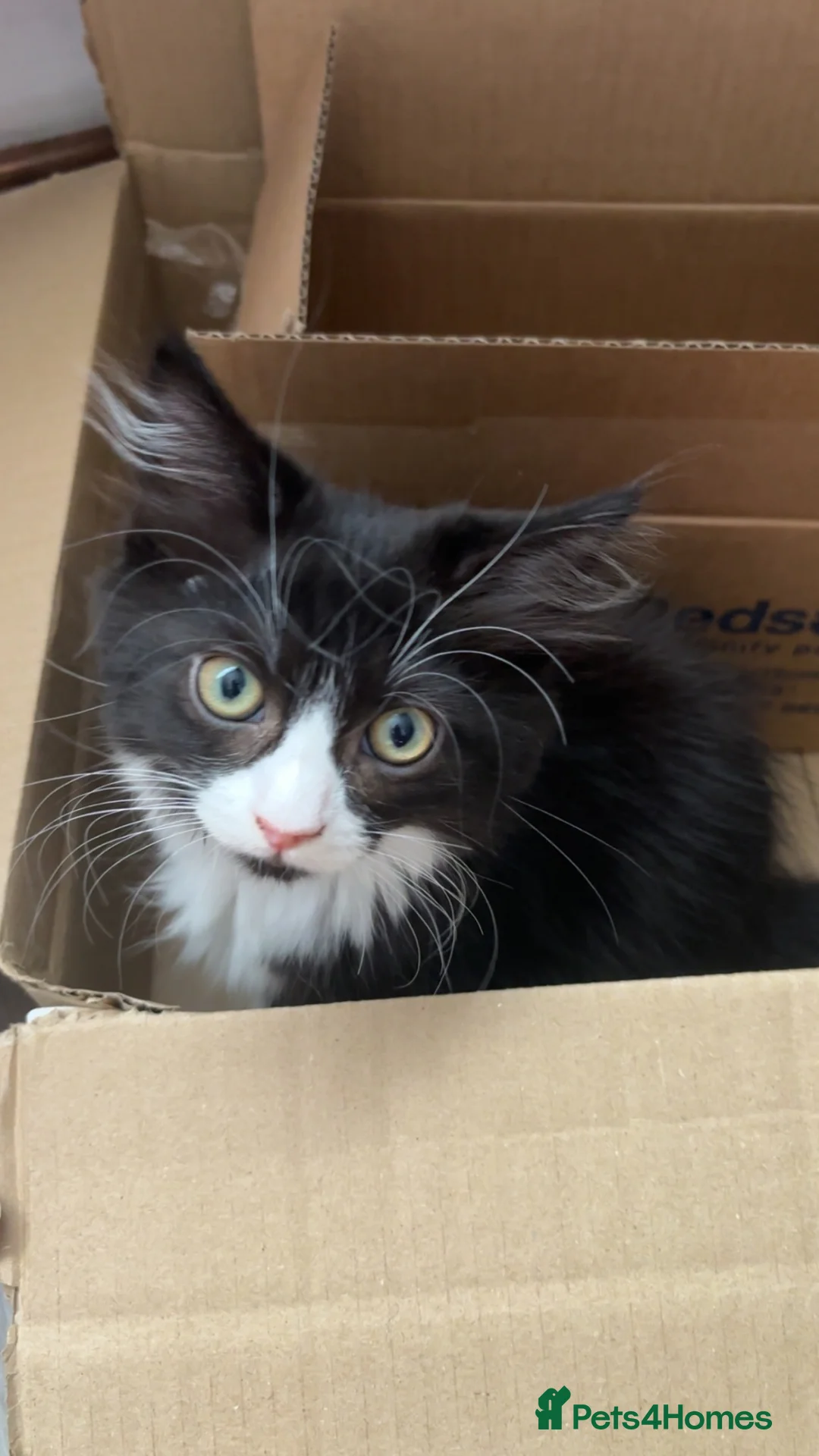 Mixed Breed cats for sale: Ragdoll cross kittens 2 left  - Advert 1