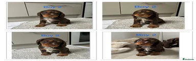 Cocker Spaniel 2