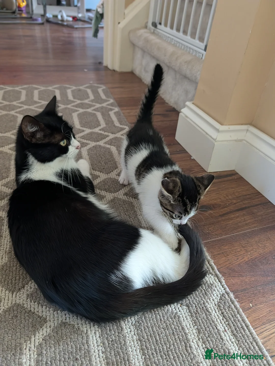 Mixed Breed cats for sale: Lovely Kittens Looking for Homes - Advert 2