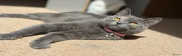 British Shorthair cats for sale: 2 YR old Blue torti BSH - Advert 2