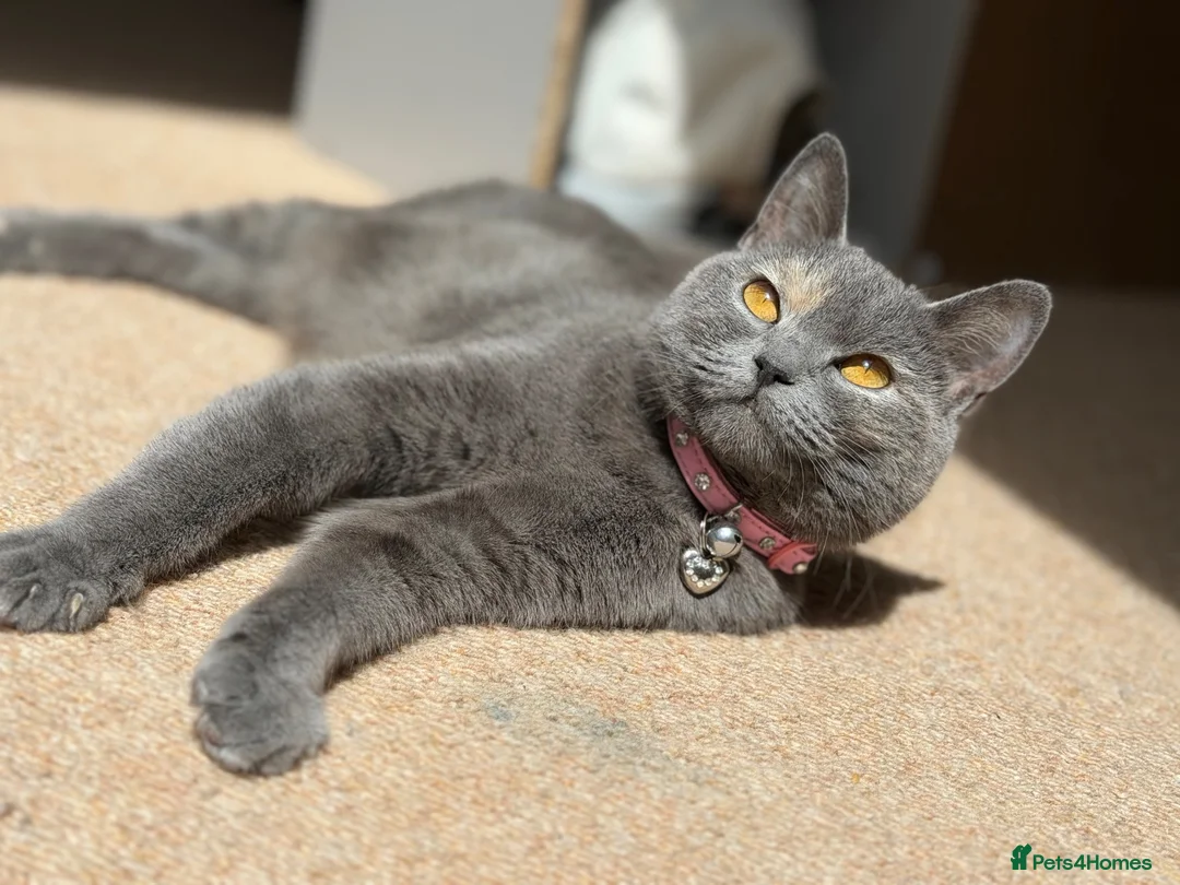 British Shorthair cats for sale: 2 YR old Blue torti BSH - Advert 2