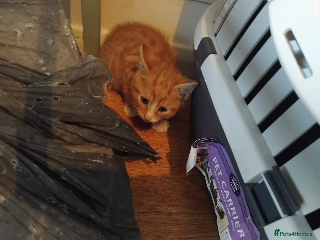 Domestic Shorthair cats for sale: Dolly's perfect litter of 6 - Advert 8