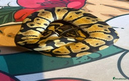 Python Snake reptiles for sale: Selection of Royals for sale - Image 6