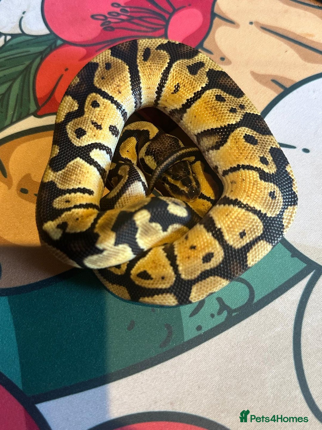 Python Snake reptiles for sale: Selection of Royals for sale - Image 6