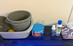 Fancy Goldfish fish for sale: goldfish with 100 litre tank - Image 2