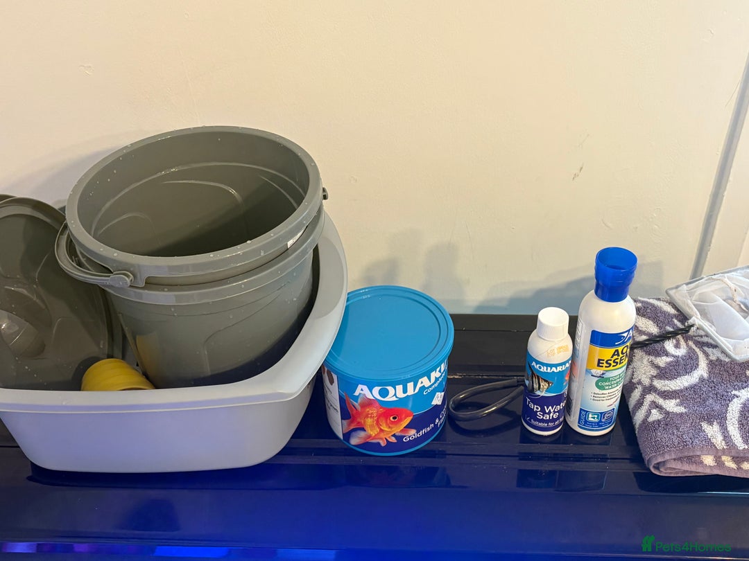 Fancy Goldfish fish for sale: goldfish with 100 litre tank - Image 2