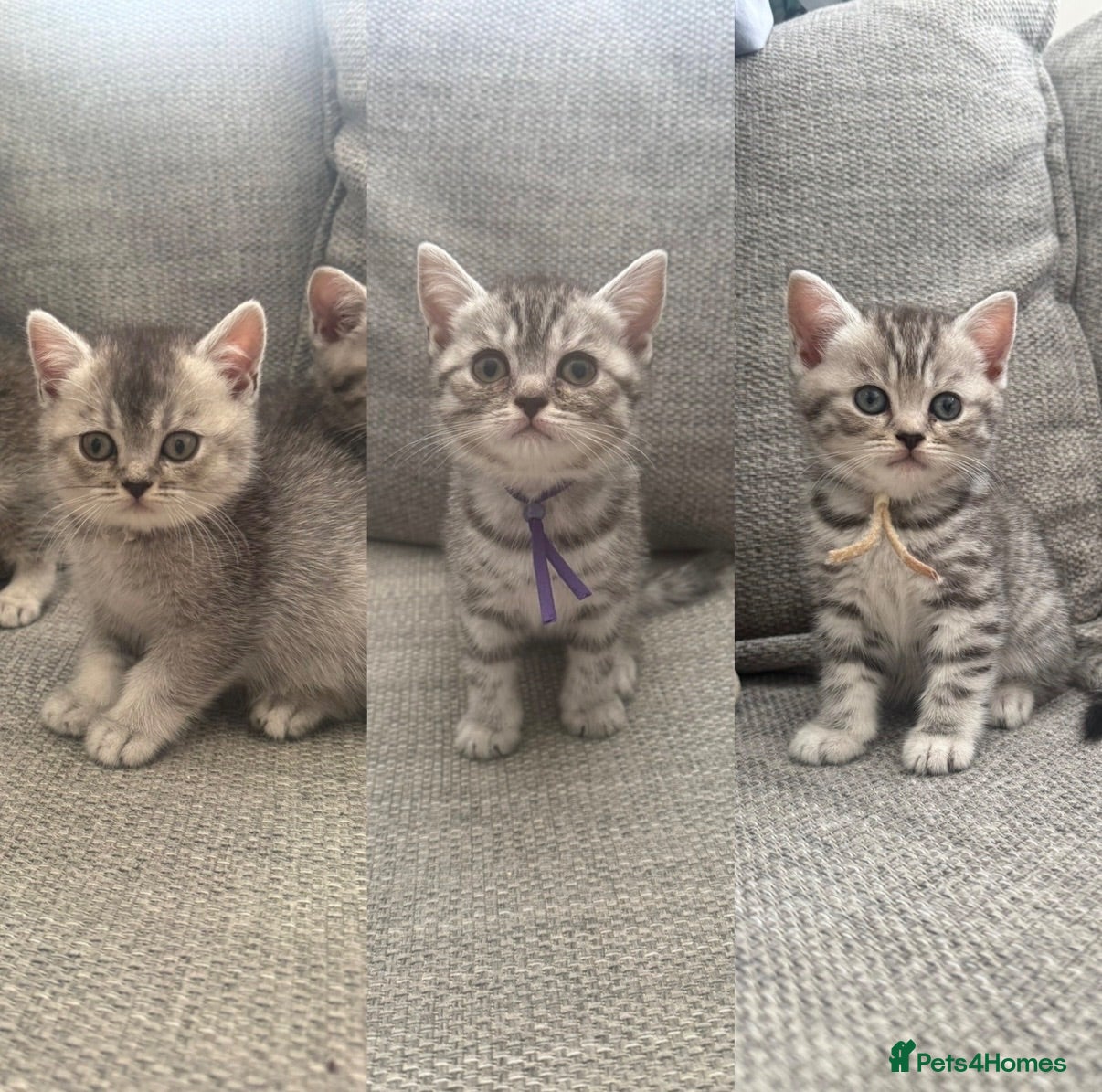 British Shorthair cats Only Three left - GCCF BSH registered Kittens  - Advert 17