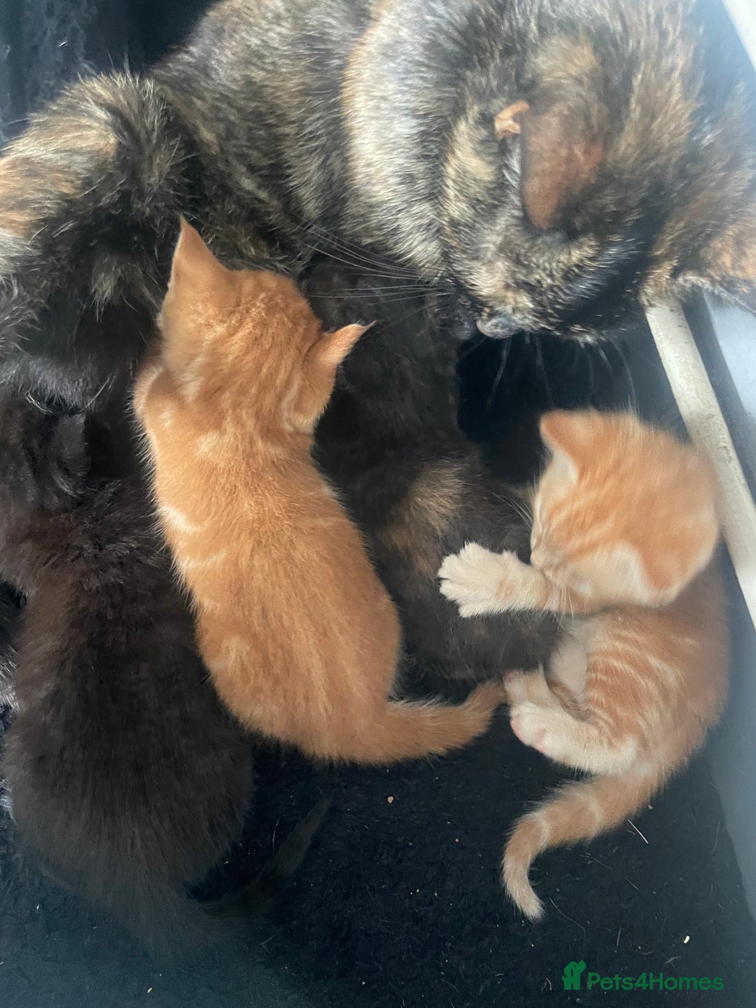 British Shorthair cats for sale: Lovely kittens soon ready for their forever home - Image 7