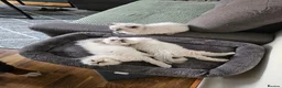 Ragdoll cats for sale: Raggymascot Catery Ragdolls - Advert 11
