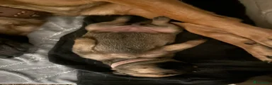 Mixed Breed 6