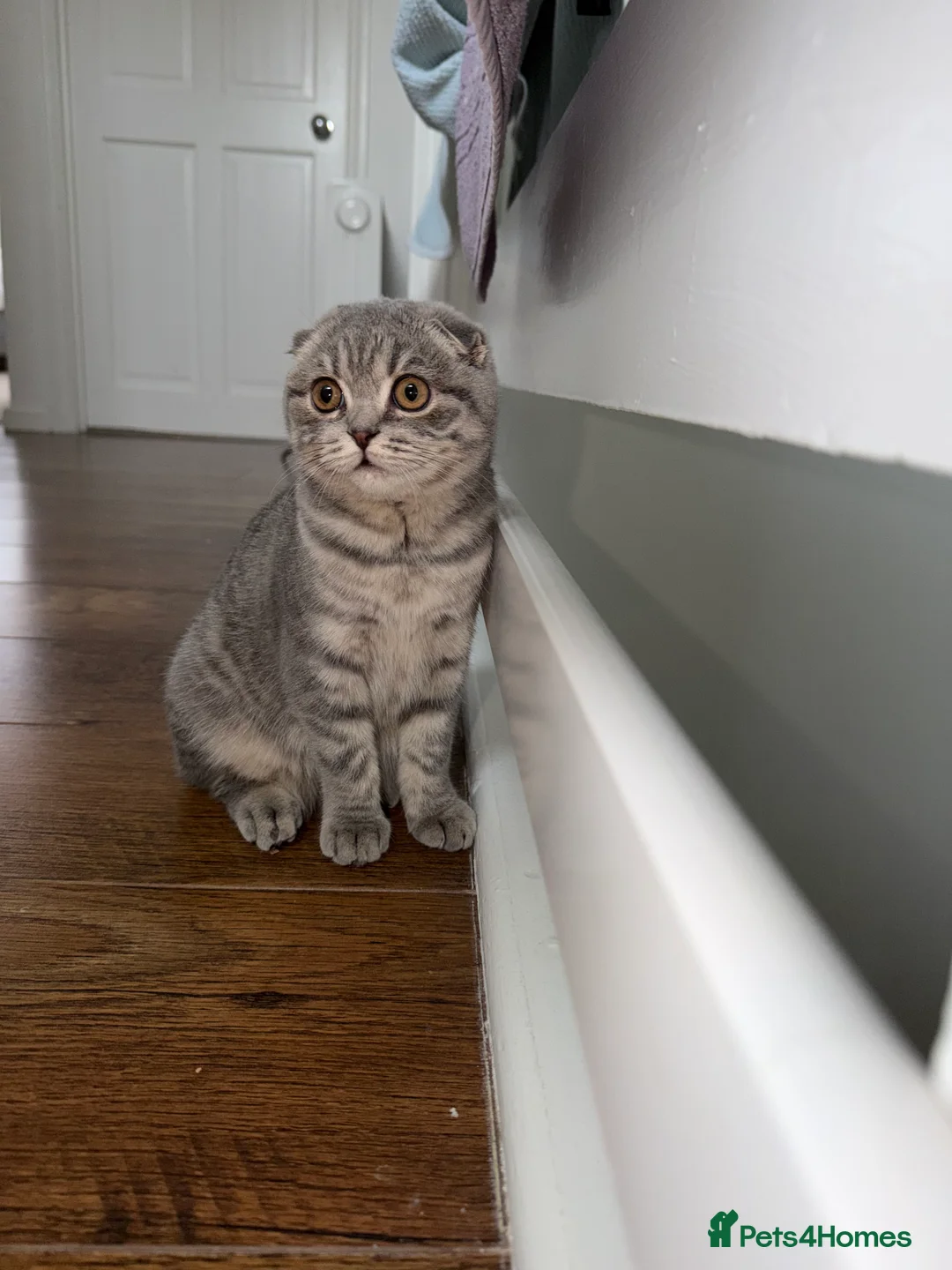 Scottish Fold cats for sale: Scottish fold 4months old  - Advert 5