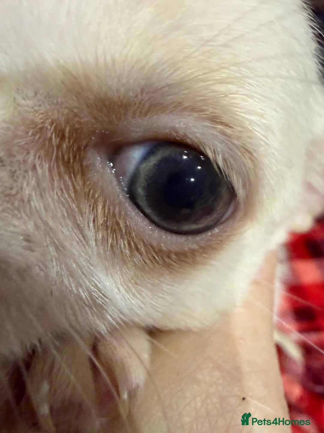 Chihuahua dogs for sale: KC registered chihuahua amazing green eyes  - Advert 12