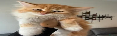 Kitty 5