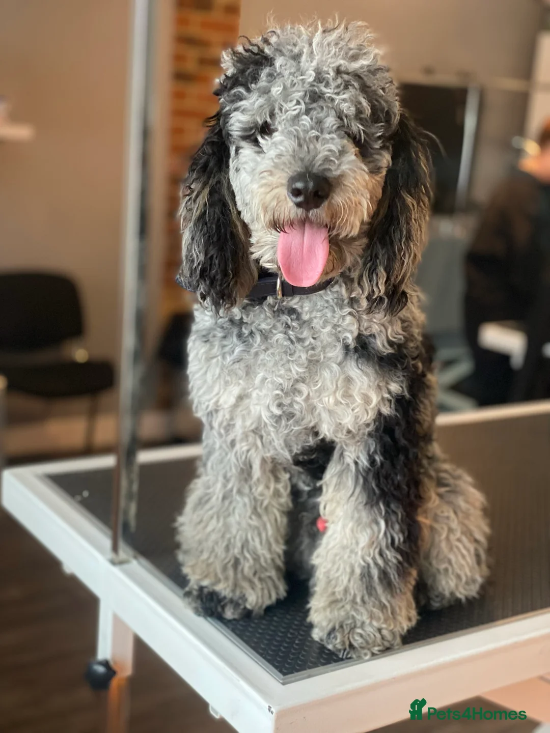 Miniature Poodle dogs for stud: RARE BLUE MERLE PHANTOM STUD in Consett - Advert 3